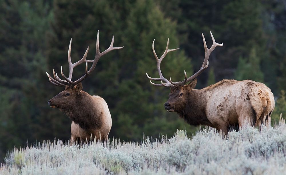 Mature Elk Bulls sizing one another up